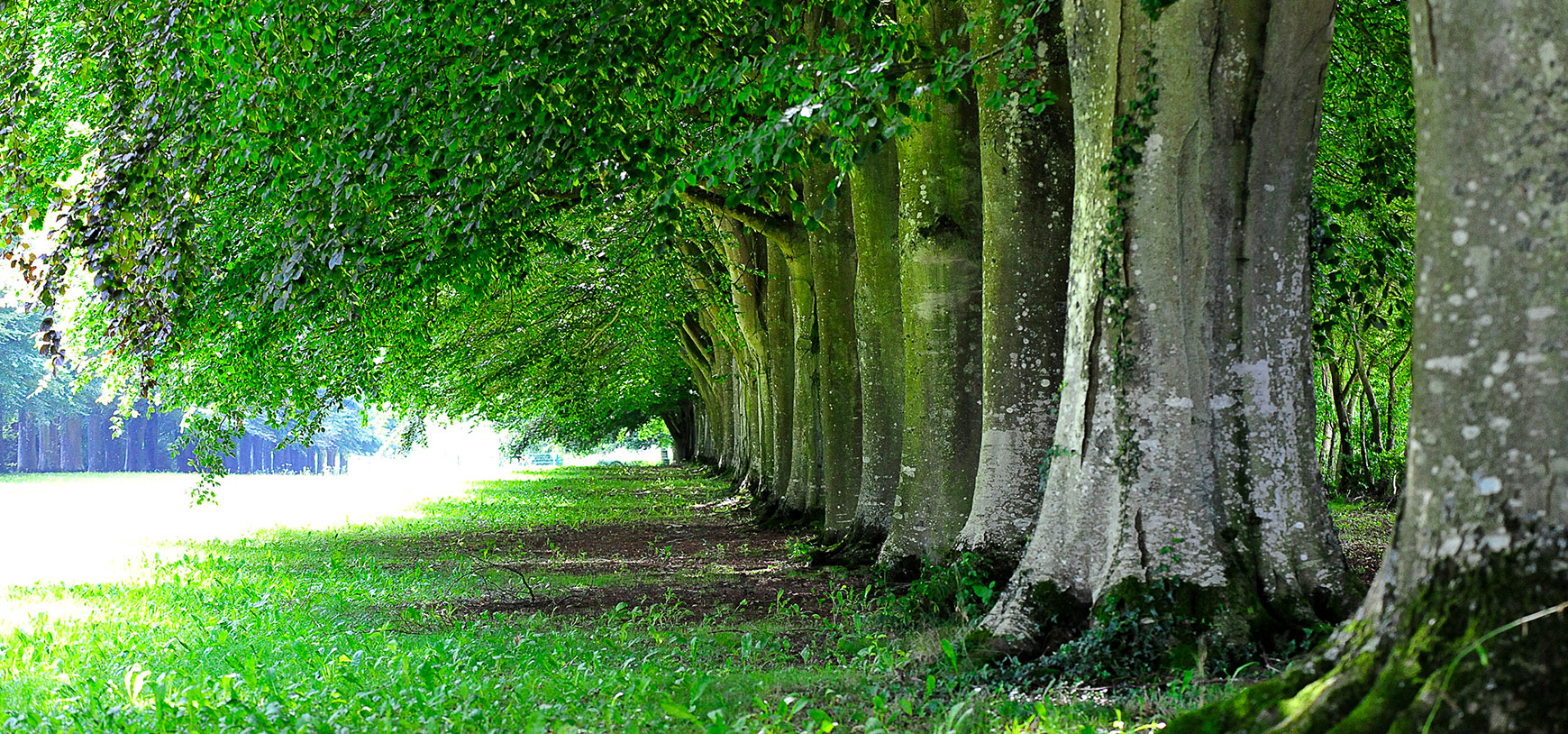 Allée de hêtres